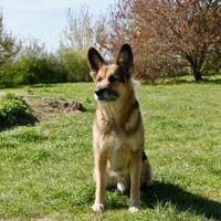 Murphy- liebevoll & loyal, Hund zur Adoption