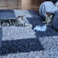 Vaiana & Ruby, Katze zur Adoption