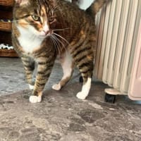 Taiga, Katze zur Adoption