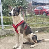 Wer schenkt der hübschen Kiwi sein Herz?, Hündin zur Adoption