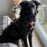 🐾 Emil sucht sein Für-immer-Zuhause 🐾, Hund zur Adoption