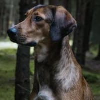 Elenor wünscht sich ein ruhiges Zuhause, Hündin zur Adoption