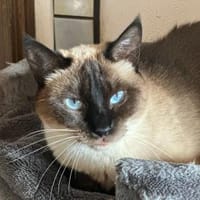 Zoe sucht ihr Zuhause, Katze zur Adoption