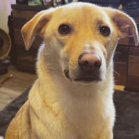 Loki aus Herne sucht neues Zuhause, Hund zur Adoption