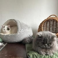 Moto & Hugo, Kater zur Adoption