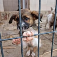 Pflegestellen gesucht, Hund zur Adoption