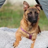 Kessy unsere große Schönheit ..., Hündin zur Adoption