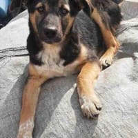 Bolt  Allein gelassen im Welpenalter, Hund zur Adoption