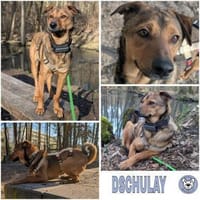 DSCHULAY -freundlicher, sozialer Begleit, Hund zur Adoption