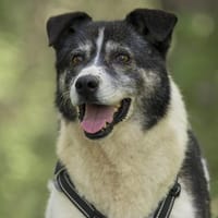 Golden Girl - lustig, entspannt und aufg, Hündin zur Adoption