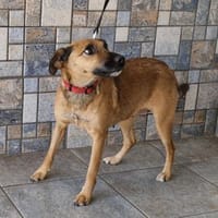 Engel Terus in 47647 Kerken, Hündin zur Adoption