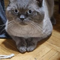 Gustav, Kater zur Adoption