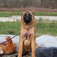 Desina sucht ihr Glück..., Hündin zur Adoption