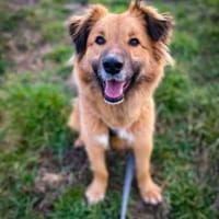 Teddy, su. Haus mit Garten, Hund zur Adoption
