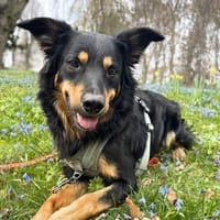 Schnuffi - ist energiegeladen, Hund zur Adoption