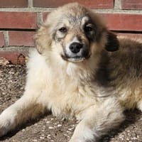 Bezaubernde Alley sucht ihre Familie, Hündin zur Adoption