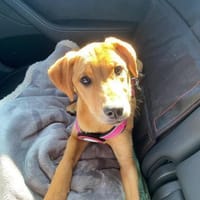 Marlie sucht ihr Für-immer-Zuhause 🐾, Hündin zur Adoption