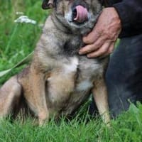 Bella - liebe, verschmuste Traumhündin, Hündin zur Adoption