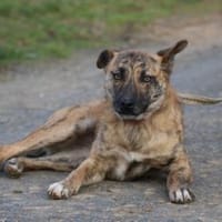 Kiwi - fröhlich u. zutraulich, Hündin zur Adoption