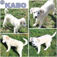 KABO -Rundum tolles Hundekind-, Hund zur Adoption