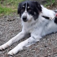 Lieber Sealy♥ sucht sein Heim, Hund zur Adoption