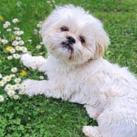 Olaf - freut sich über Streicheleinheite, Hund zur Adoption