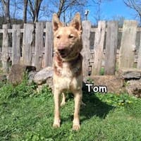 TOM, Hund zur Adoption