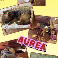 kleine süße Aurea auf PS in 91459, Hündin zur Adoption