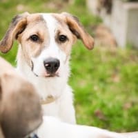 Enna, selbstbewusst und lebhaft, Hündin zur Adoption