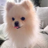 Bijou - ist gesprächig, Hund zur Adoption