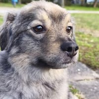 Kunibert - ist verunsichert, Hund zur Adoption