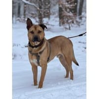 Großer Benny - wartet in 49504 Lotte, Hund zur Adoption