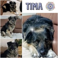 TIMA * braucht Verständnis & Sicherheit, Hund zur Adoption