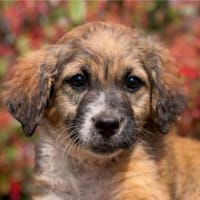 bezaubernder Theo 🤩🤩🤩, Hund zur Adoption