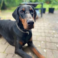 Thor -suchen Menschen mit Hundeerfahrung, Hund zur Adoption