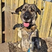 April, wunderschön und liebevoll, Hündin zur Adoption