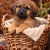 kleiner Ulli sucht seine Menschen 😍, Hund zur Adoption