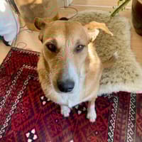 DARF CHICLETE ENDLICH ANKOMMEN &BLEIBEN?, Hündin zur Adoption