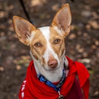 Hada3 sucht ein Zuhause, Hündin zur Adoption