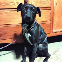 Porthos1 sucht ein Zuhause, Hund zur Adoption