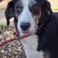 Jule 💖 liebe Hündin auf PS in Bayern, Hündin zur Adoption