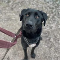 LUCKY BOY MÖCHTE BALD ANKOMMEN!, Hund zur Adoption