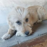 Christel 35 cm (Pflegestelle), Hündin zur Adoption