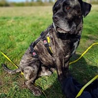 Paul, Pflegestelle in Hessen, Hund zur Adoption