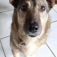 WANN FINDET NEYMAR SEINE MENSCHEN ?!, Hund zur Adoption