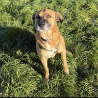 PANCHO BRAUCHT DICH!, Hund zur Adoption