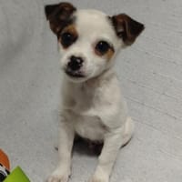 Pazu kleiner Zwerg sucht sein Glück, Hund zur Adoption