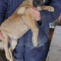 Ajax 38 cm (Apr 26) Pflegestelle, Hund zur Adoption