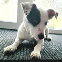 Spoty sucht IHre Familie, Hündin zur Adoption