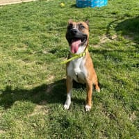 PAPOYE, chien à adopter